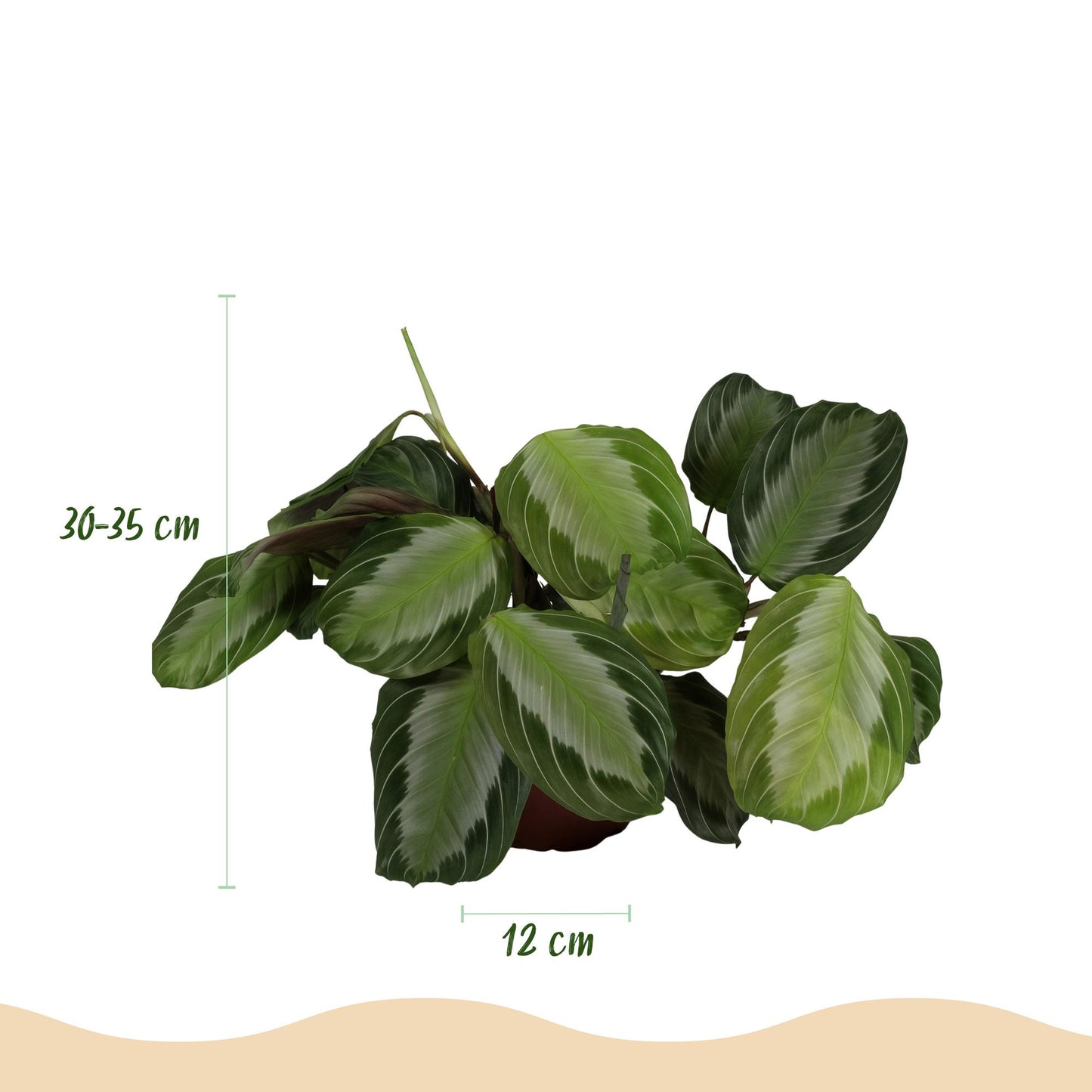 Green boutiQ - Kamerplant - Maranta Fascinator Silverband - Gebedsplant - Huisdiervriendelijke Plant - Groen - 2 Planten - met Potter Grijs - Pot 12cm - Hoogte 25cm