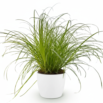 Green boutiQ - Kamerplant - Cyperus alternifolius Zumula - Kattengras - Huisdiervriendelijke Plant - Groen - 1 Plant - met Potter Wit - Pot 12cm - Hoogte 20cm