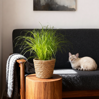 Green boutiQ - Kamerplant - Cyperus alternifolius Zumula - Kattengras - Huisdiervriendelijke Plant - Groen - 2 Planten - met Mand - Pot 12cm - Hoogte 20cm