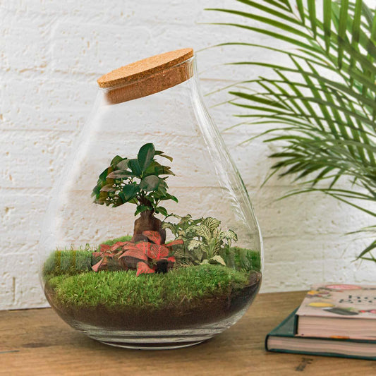 DIY Planten terrarium - Drop XL Bonsai 'red' - Ø 24 cm ↑ 37 cm - Rake + Shovel + Tweezer + Scissors