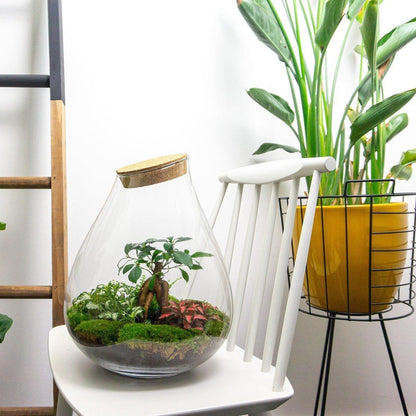 DIY Planten terrarium - Drop XL Bonsai 'red' - Ø 24 cm ↑ 37 cm - Rake + Shovel + Tweezer + Scissors