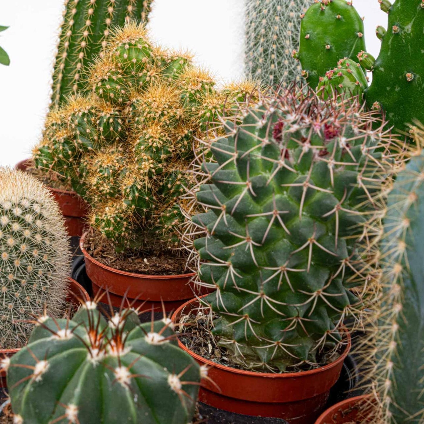 Cactus Set van 6 in Keramische Mini Potjes San Juan -  ↑ 8–12 cm