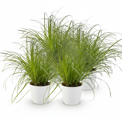 Green boutiQ - Kamerplant - Cyperus alternifolius Zumula - Kattengras - Huisdiervriendelijke Plant - Groen - 4 Planten - met Potter Wit - Pot 12cm - Hoogte 20cm