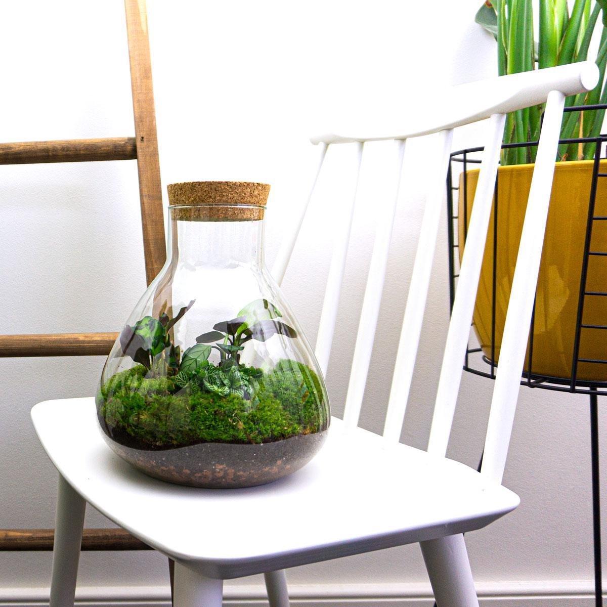 DIY terrarium - Sammie Calathea - ↕ 27 cm - Rake + Shovel