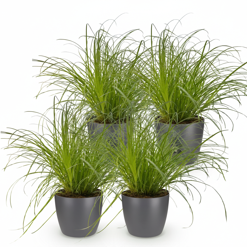 Green boutiQ - Kamerplant - Cyperus alternifolius Zumula - Kattengras - Huisdiervriendelijke Plant - Groen - 4 Planten - met Potter Grijs - Pot 12cm - Hoogte 20cm