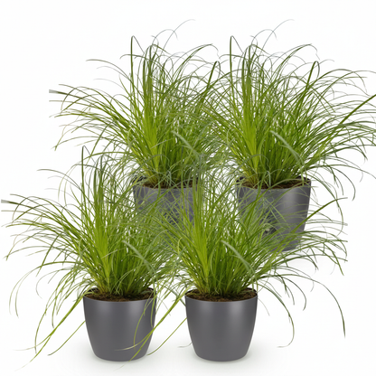 Green boutiQ - Kamerplant - Cyperus alternifolius Zumula - Kattengras - Huisdiervriendelijke Plant - Groen - 4 Planten - met Potter Grijs - Pot 12cm - Hoogte 20cm