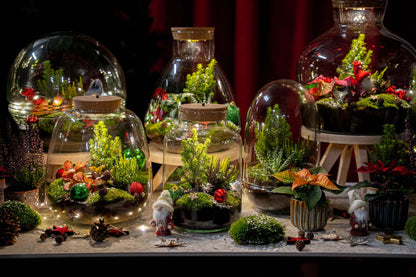 Frosty Kerstmis terrarium - Planten terrarium  DIY kit Christmas -  -  Ø 17 cm ↑ 25 cm