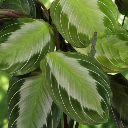 Green boutiQ - Kamerplant - Maranta Fascinator Silverband - Gebedsplant - Huisdiervriendelijke Plant - Groen - 2 Planten - met Potter Grijs - Pot 12cm - Hoogte 25cm