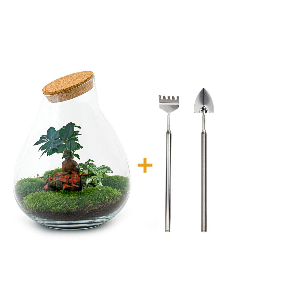DIY Planten terrarium - Drop XL Bonsai 'red' - Ø 24 cm ↑ 37 cm - Rake + Shovel