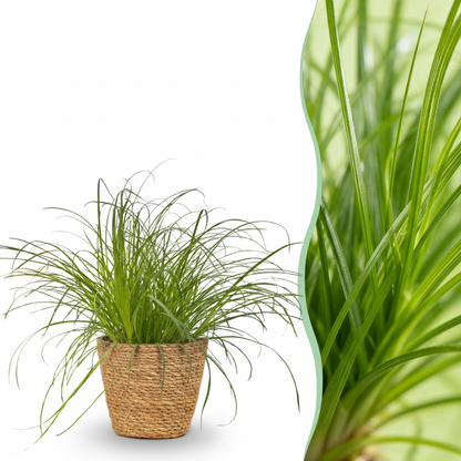 Green boutiQ - Kamerplant - Cyperus alternifolius Zumula - Kattengras - Huisdiervriendelijke Plant - Groen - 1 Plant - met Mand - Pot 12cm - Hoogte 20cm