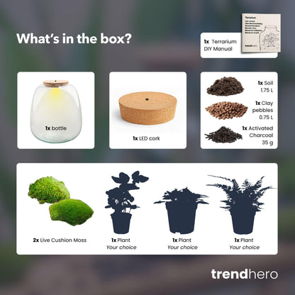 Planten terrarium - Emma - DIY kit - ↑ 25 cm - Ø 23 cm - Hedera White