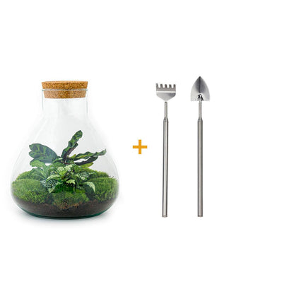 DIY terrarium - Sammie Calathea - ↕ 27 cm - Rake + Shovel