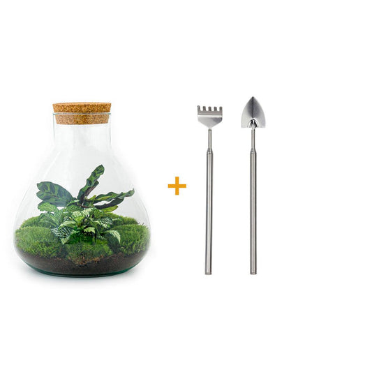 DIY terrarium - Sammie Calathea - ↕ 27 cm - Rake + Shovel