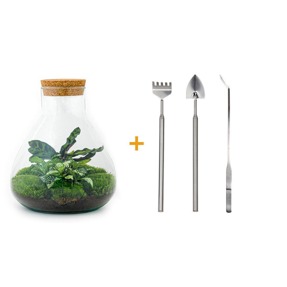 DIY terrarium - Sammie Calathea - ↕ 27 cm - Rake + Shovel + Tweezer