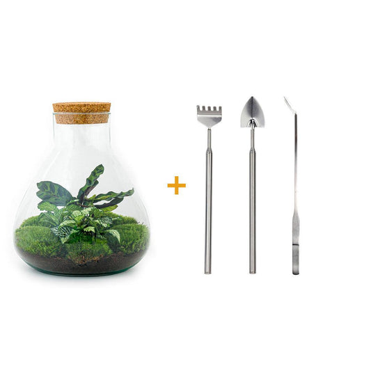 DIY terrarium - Sammie Calathea - ↕ 27 cm - Rake + Shovel + Tweezer