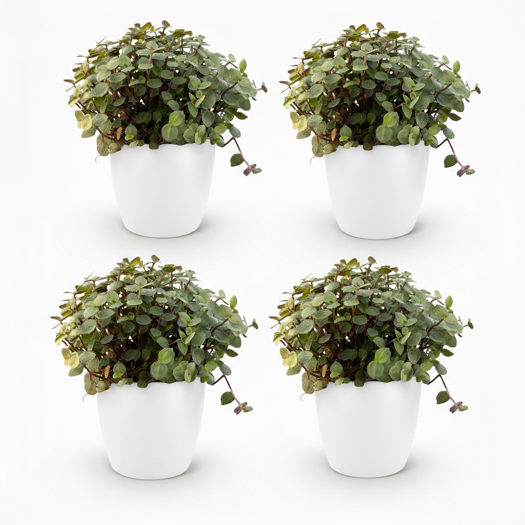 Green boutiQ - Kamerplant - Calissia repens - Kattengras - Huisdiervriendelijk - Groen - 4 Planten - met Potter Wit - Pot 12cm - Hoogte 17-20cm