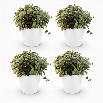 Green boutiQ - Kamerplant - Calissia repens - Kattengras - Huisdiervriendelijk - Groen - 4 Planten - met Potter Wit - Pot 12cm - Hoogte 17-20cm