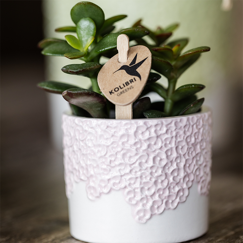 Kolibri Company | Combi deal | Bloom sierpot roze – set 6 cm + 9 cm + 12 cm
