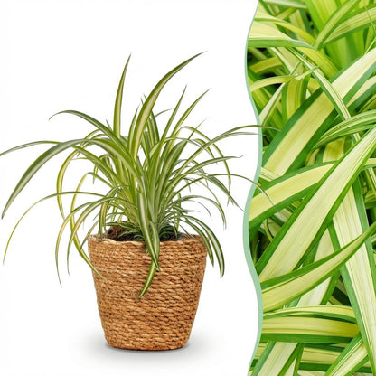 Green boutiQ - Kamerplant - Chlorophytum comosum Variegatum - Bonte Graslelie - Huisdiervriendelijke Plant - Groen - 1 Plant - met Mand - Pot 12cm - Hoogte 20cm