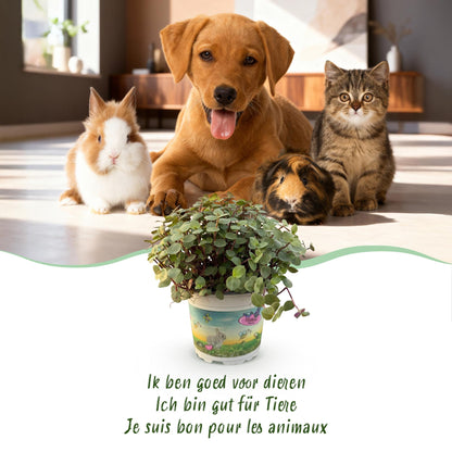 Green boutiQ - Kamerplant - Calissia repens - Kattengras - Huisdiervriendelijk - Groen - 4 Planten - met Potter Grijs - Pot 12cm - Hoogte 17-20cm