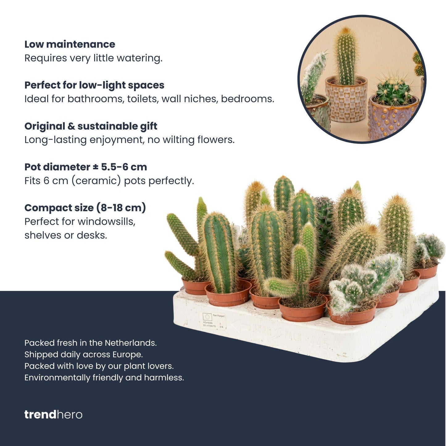 Cactus Set van 6 in Keramische Mini Potjes San Juan -  ↑ 8–12 cm