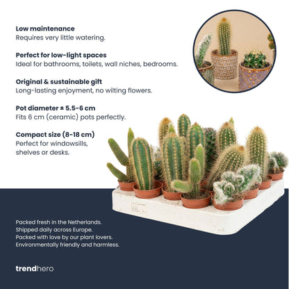 Cactus Set van 6 in Keramische Mini Potjes San Juan -  ↑ 8–12 cm