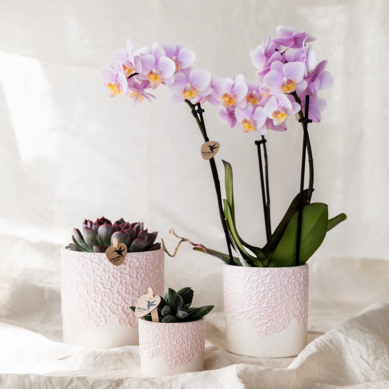 Kolibri Company | Combi deal | Bloom sierpot roze – set 6 cm + 9 cm + 12 cm