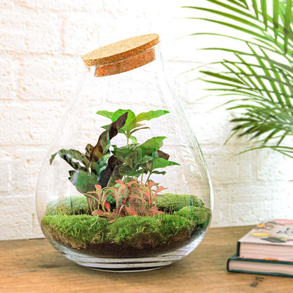 DIY Planten terrarium - Drop XL Palm - Ø 24 cm ↑ 37 cm - Rake + Shovel