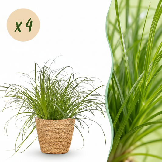 Green boutiQ - Kamerplant - Cyperus alternifolius Zumula - Kattengras - Huisdiervriendelijke Plant - Groen - 4 Planten - met Mand - Pot 12cm - Hoogte 20cm