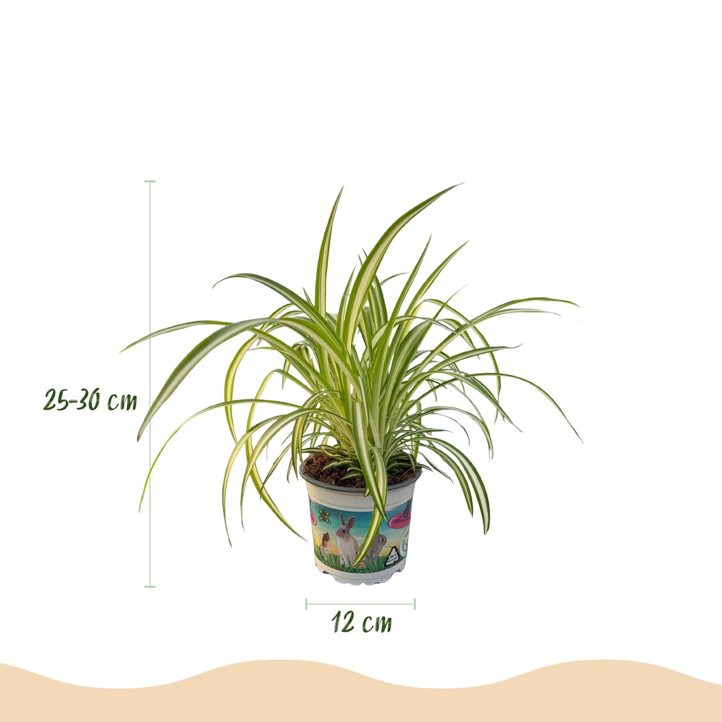Green boutiQ - Kamerplant - Chlorophytum comosum Variegatum - Bonte Graslelie - Huisdiervriendelijke Plant - Groen - 2 Planten - met Potter Grijs - Pot 12cm - Hoogte 20cm