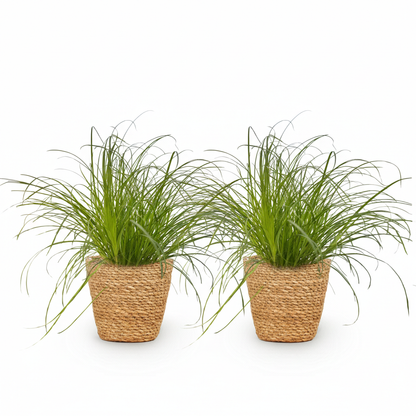 Green boutiQ - Kamerplant - Cyperus alternifolius Zumula - Kattengras - Huisdiervriendelijke Plant - Groen - 2 Planten - met Mand - Pot 12cm - Hoogte 20cm