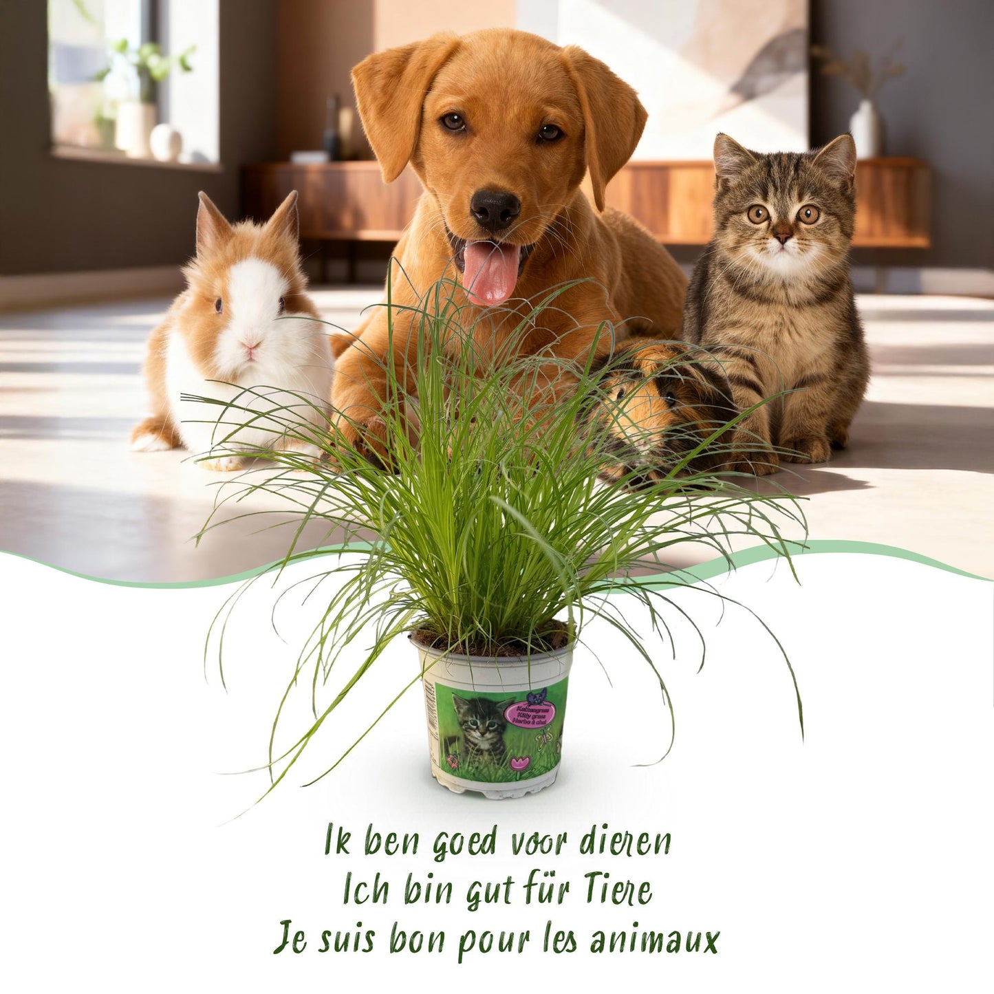Green boutiQ - Kamerplant - Cyperus alternifolius Zumula - Kattengras - Huisdiervriendelijke Plant - Groen - 1 Plant - met Mand - Pot 12cm - Hoogte 20cm