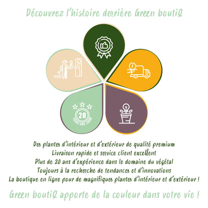 Green boutiQ - Kamerplant - Cyperus alternifolius Zumula - Kattengras - Huisdiervriendelijke Plant - Groen - 1 Plant - met Potter Grijs - Pot 12cm - Hoogte 20cm