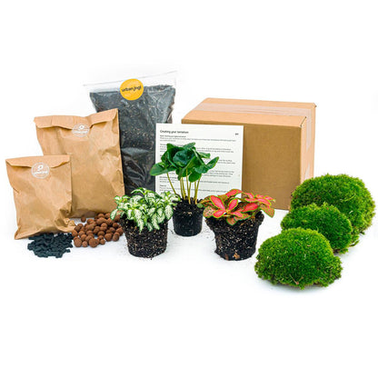 Planten terrarium navulling & startpakket - Coffea Arabica