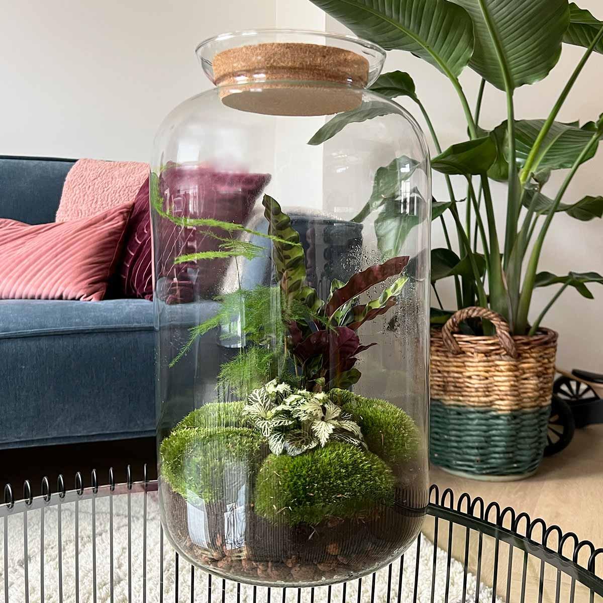 DIY Planten terrarium met licht - Sven XL Botanical - Ø 23 cm ↑ 43 cm - Rake + Shovel