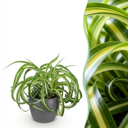 Green boutiQ - Kamerplant - Chlorophytum comosum Bonnie - Krullende Graslelie - Huisdiervriendelijke Plant - Groen - 1 Plant - met Potter Grijs - Pot 12cm - Hoogte 20cm
