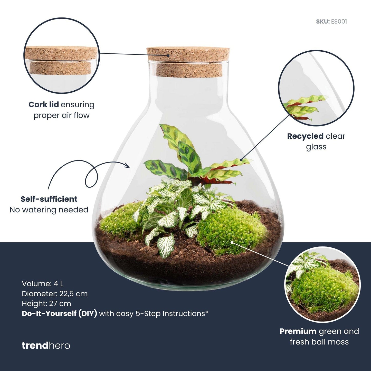 DIY terrarium - Sammie Calathea - ↕ 27 cm - No tools