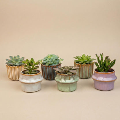 Succulenten Set van 6 in Keramische Mini Potjes Barcelona -  ↑ 8–12 cm