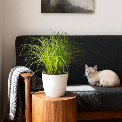 Green boutiQ - Kamerplant - Cyperus alternifolius Zumula - Kattengras - Huisdiervriendelijke Plant - Groen - 2 Planten - met Potter Wit - Pot 12cm - Hoogte 20cm