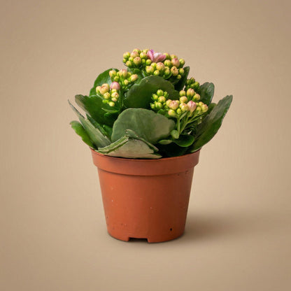 3x Kalanchoë - Potmaat 7 cm - ↑ 15 cm