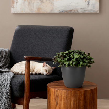 Green boutiQ - Kamerplant - Calissia repens - Kattengras - Huisdiervriendelijk - Groen - 2 Planten - met Potter Grijs - Pot 12cm - Hoogte 17-20cm