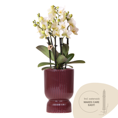 Kolibri Orchids | Witte Lausanne orchidee + rode Diabolo sierpot | incl. watergeeflont | potmaat Ø9cm | bloeiende kamerplant – vers van de kweker