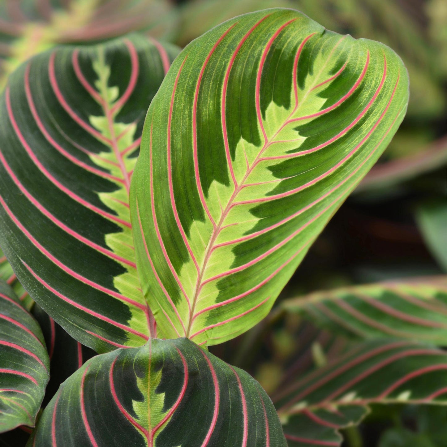 Green boutiQ - Kamerplant - Maranta Fascinator Tricolour - Gebedsplant - Huisdiervriendelijke Plant - Groen - 2 Planten - met Potter Wit - Pot 12cm - Hoogte 25cm