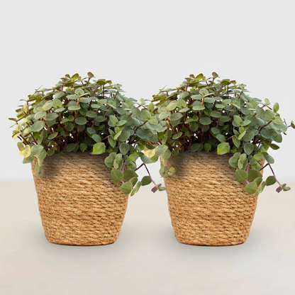 Green boutiQ - Kamerplant - Calissia repens - Kattengras - Huisdiervriendelijk - Groen - 2 Planten - met Mand - Pot 12cm - Hoogte 17-20cm