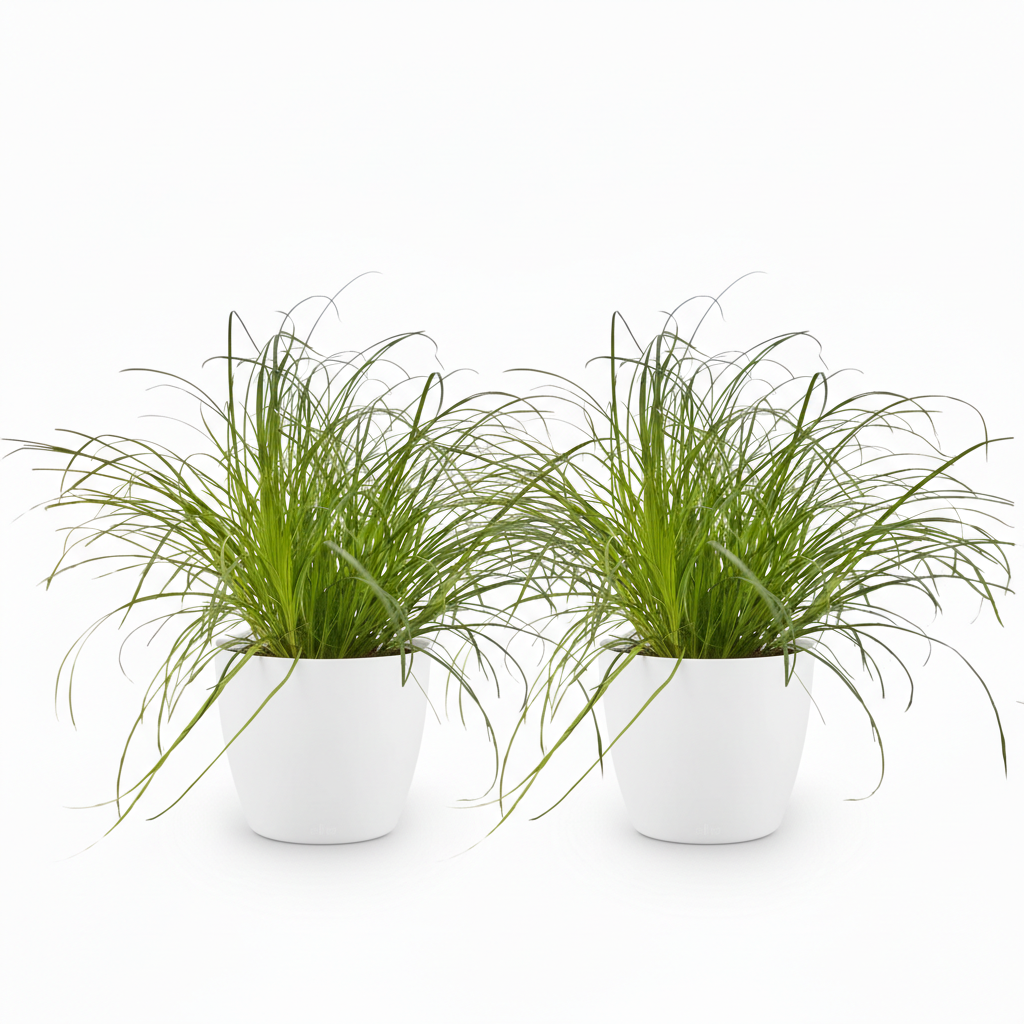 Green boutiQ - Kamerplant - Cyperus alternifolius Zumula - Kattengras - Huisdiervriendelijke Plant - Groen - 2 Planten - met Potter Wit - Pot 12cm - Hoogte 20cm