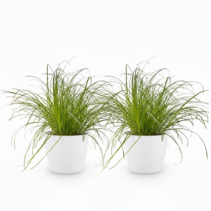 Green boutiQ - Kamerplant - Cyperus alternifolius Zumula - Kattengras - Huisdiervriendelijke Plant - Groen - 2 Planten - met Potter Wit - Pot 12cm - Hoogte 20cm