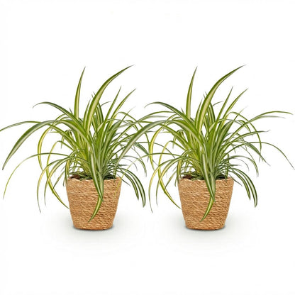 Green boutiQ - Kamerplant - Chlorophytum comosum Variegatum - Bonte Graslelie - Huisdiervriendelijke Plant - Groen - 2 Planten - met Mand - Pot 12cm - Hoogte 20cm