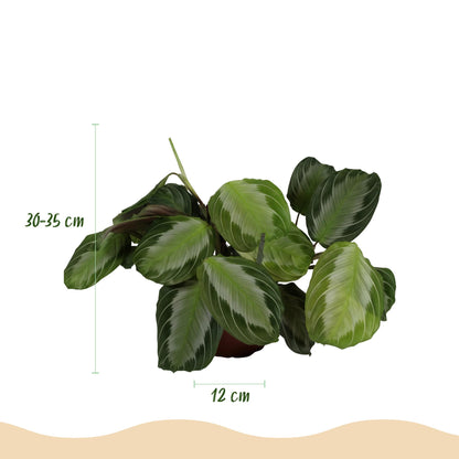 Green boutiQ - Kamerplant - Maranta Fascinator Silverband - Gebedsplant - Huisdiervriendelijke Plant - Groen - 1 Plant - met Mand - Pot 12cm - Hoogte 25cm
