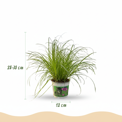 Green boutiQ - Kamerplant - Cyperus alternifolius Zumula - Kattengras - Huisdiervriendelijke Plant - Groen - 2 Planten - met Potter Grijs - Pot 12cm - Hoogte 20cm