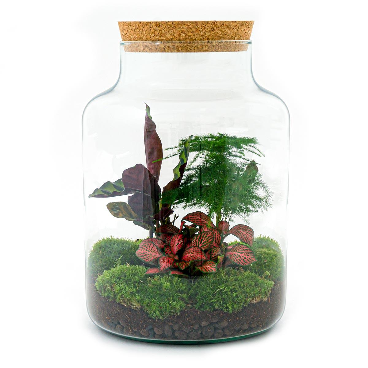 DIY Planten terrarium met licht - Milky - Ø 21 cm ↑ 30 cm - Rake + Shovel + Tweezer